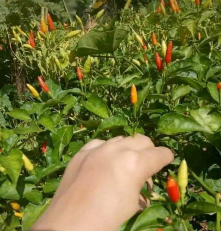 HẠT ỚT XIÊM RỪNG gói 1 gram