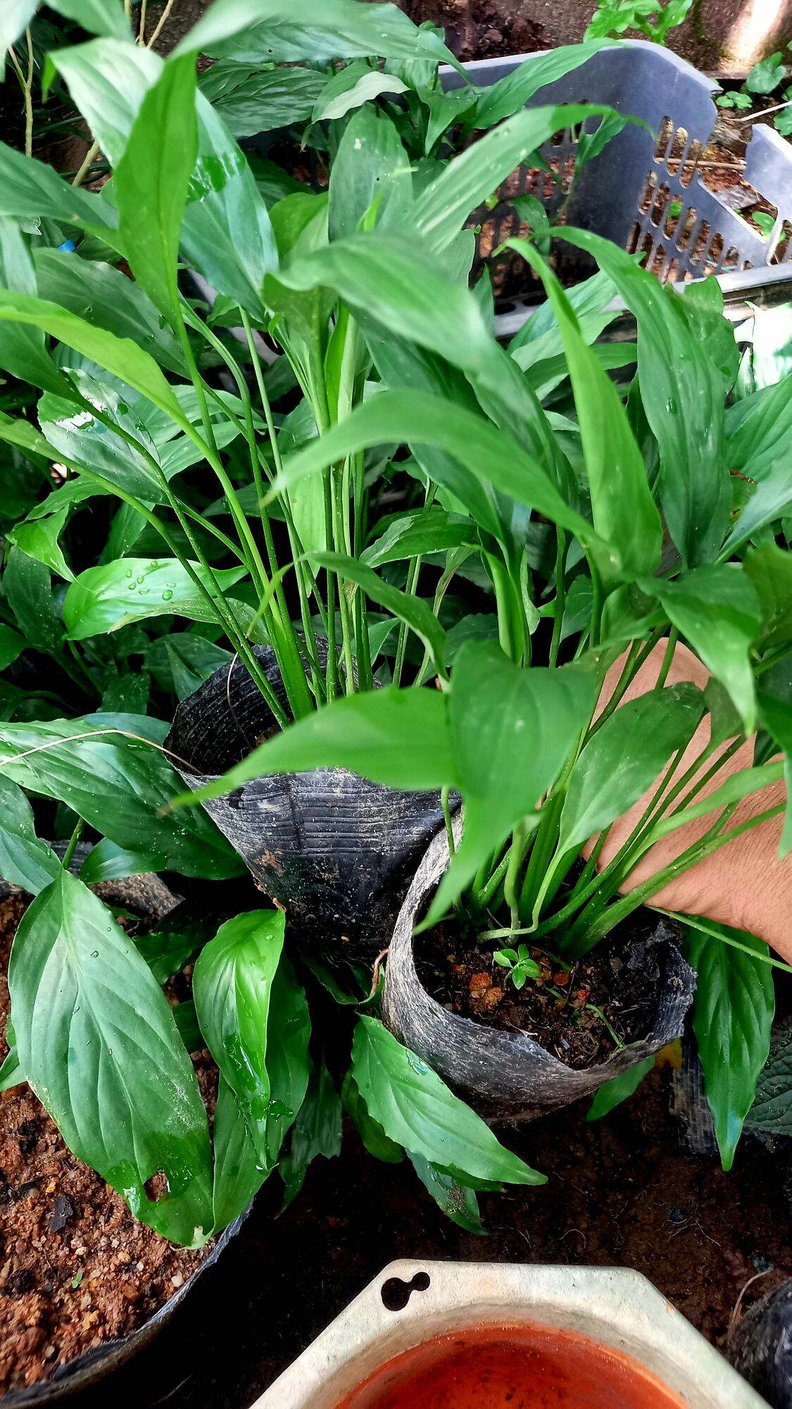 Cây lan ý giống , 2cây bầu đất hình 2