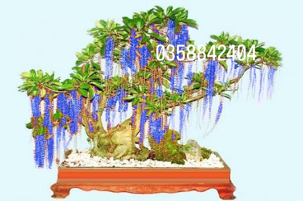 Cây giống hoa Lộc vừng