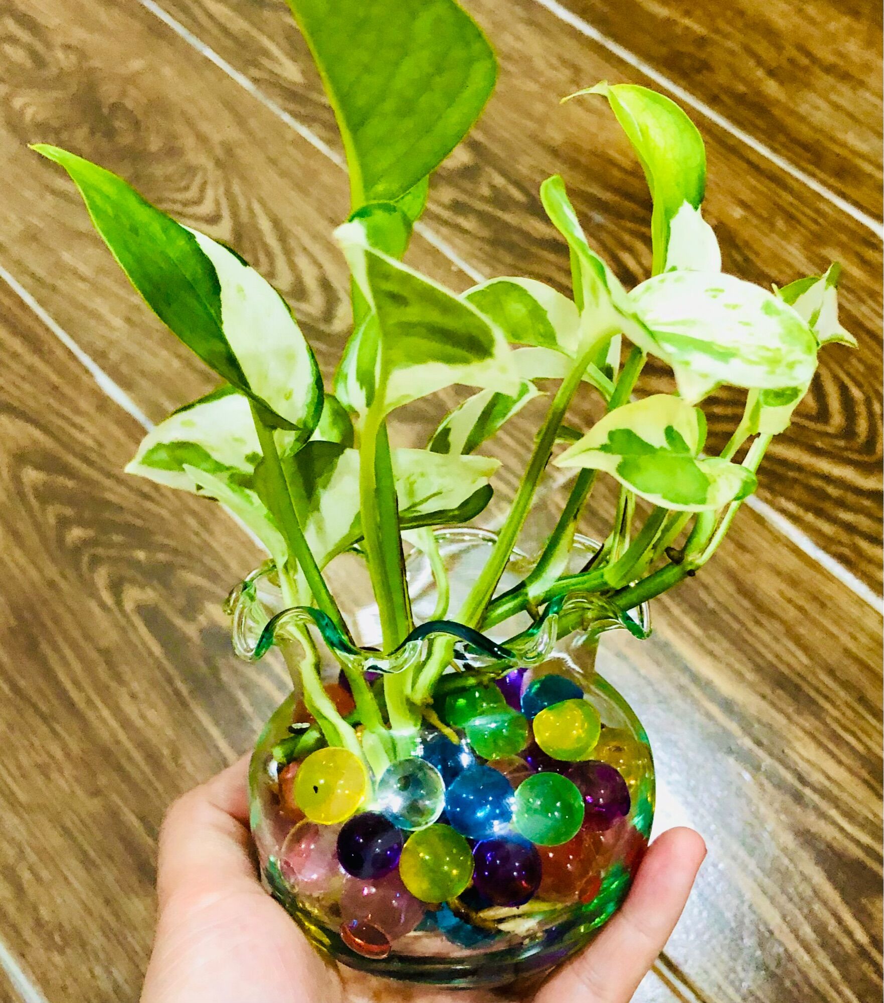 Chậu trầu bà sữa mini 5x5cm