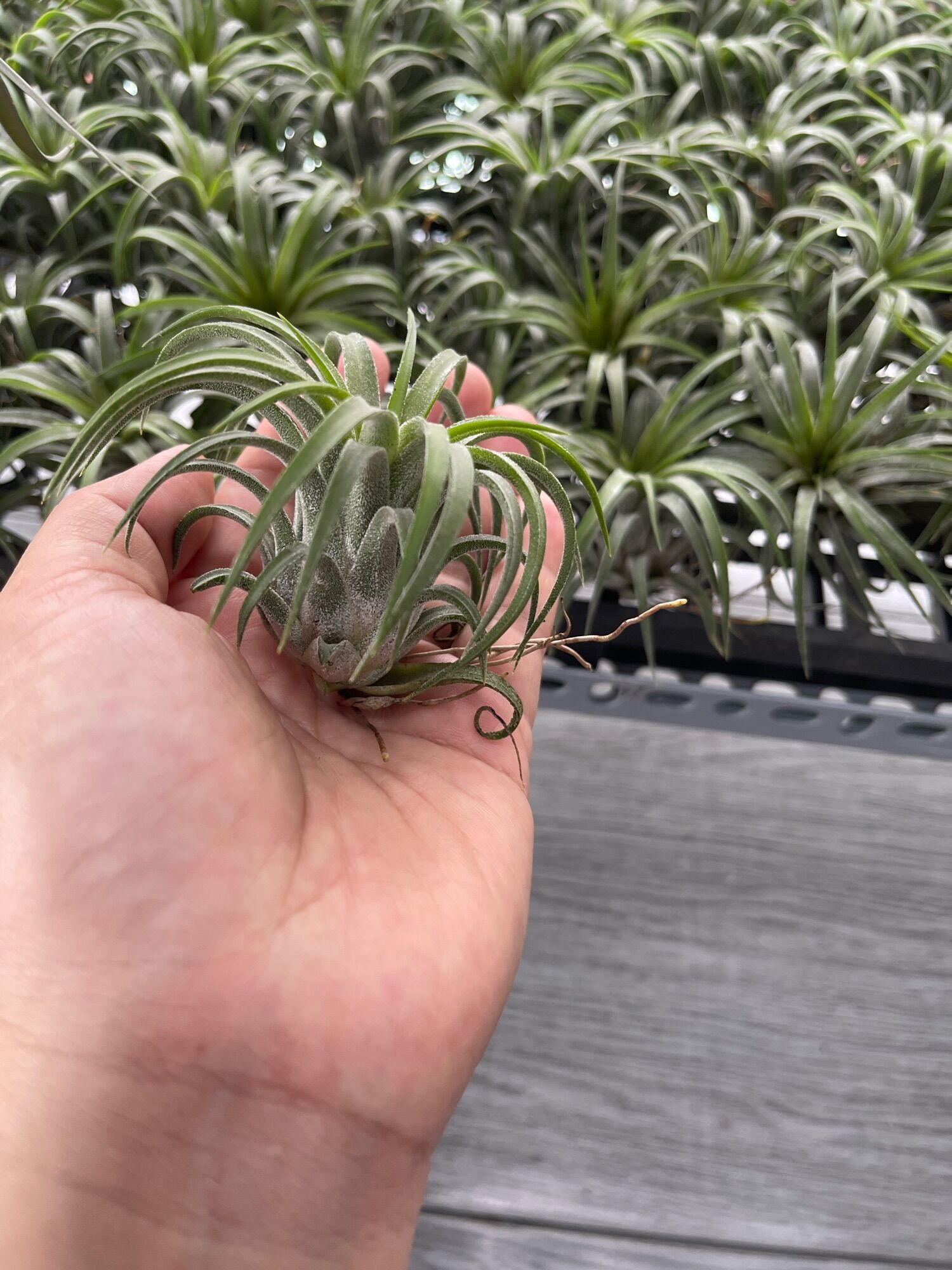 Cây không khí ion curly leaf