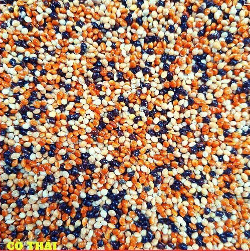 Cỏ thái cho chim cu gáy 3 màu túi 1kg
