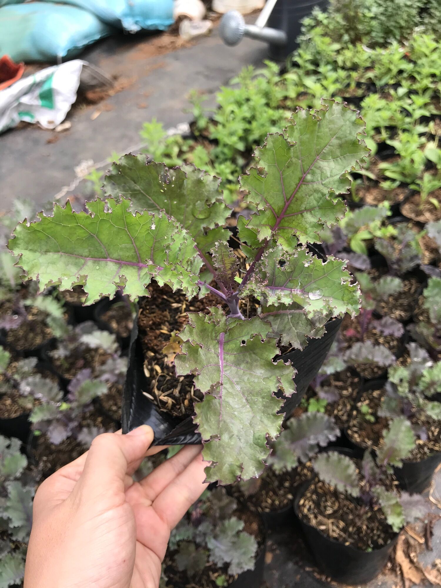 Cây giống cải Kale tím size lớn