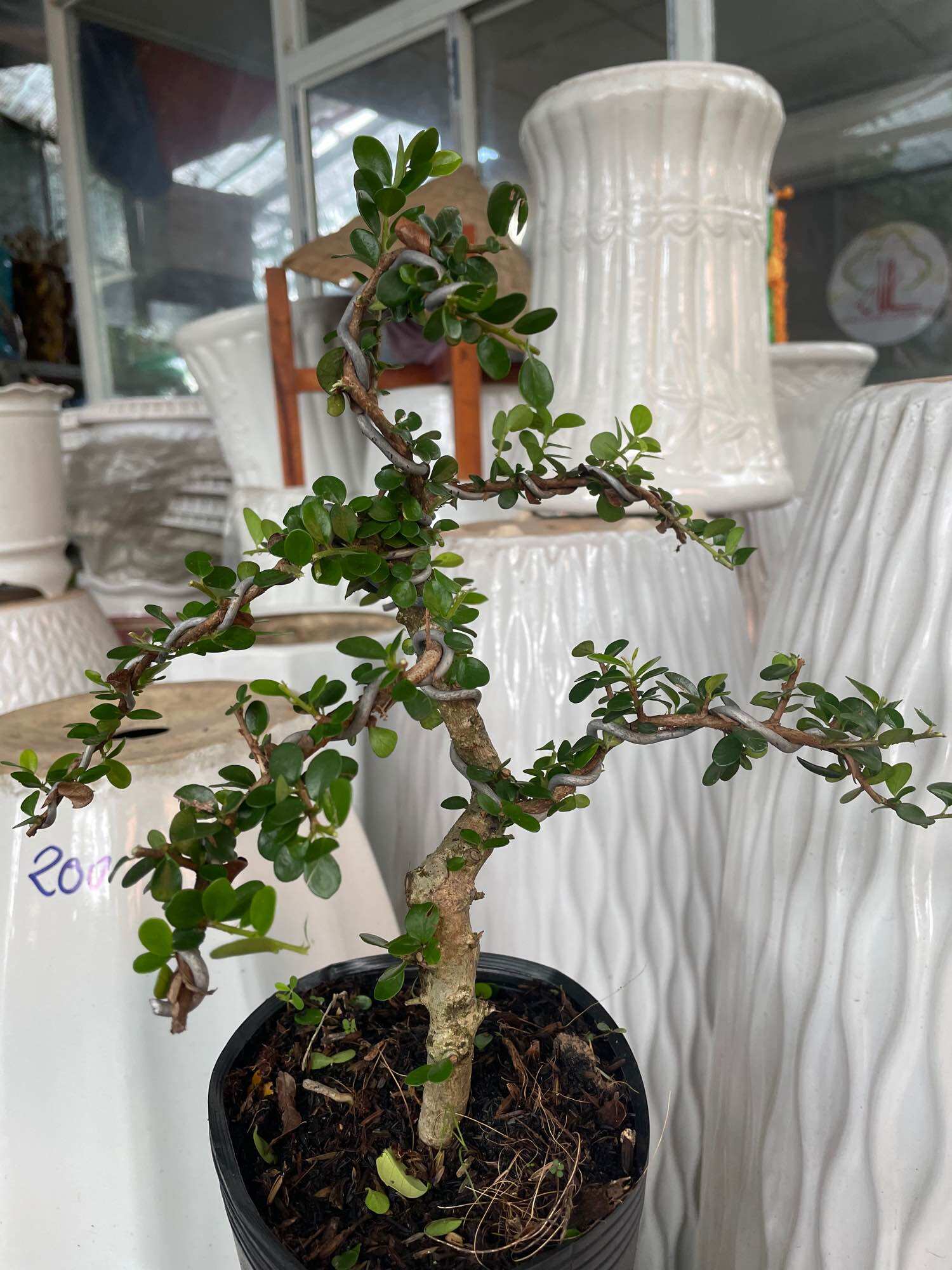 Cây Sam núi trái bonsai mini