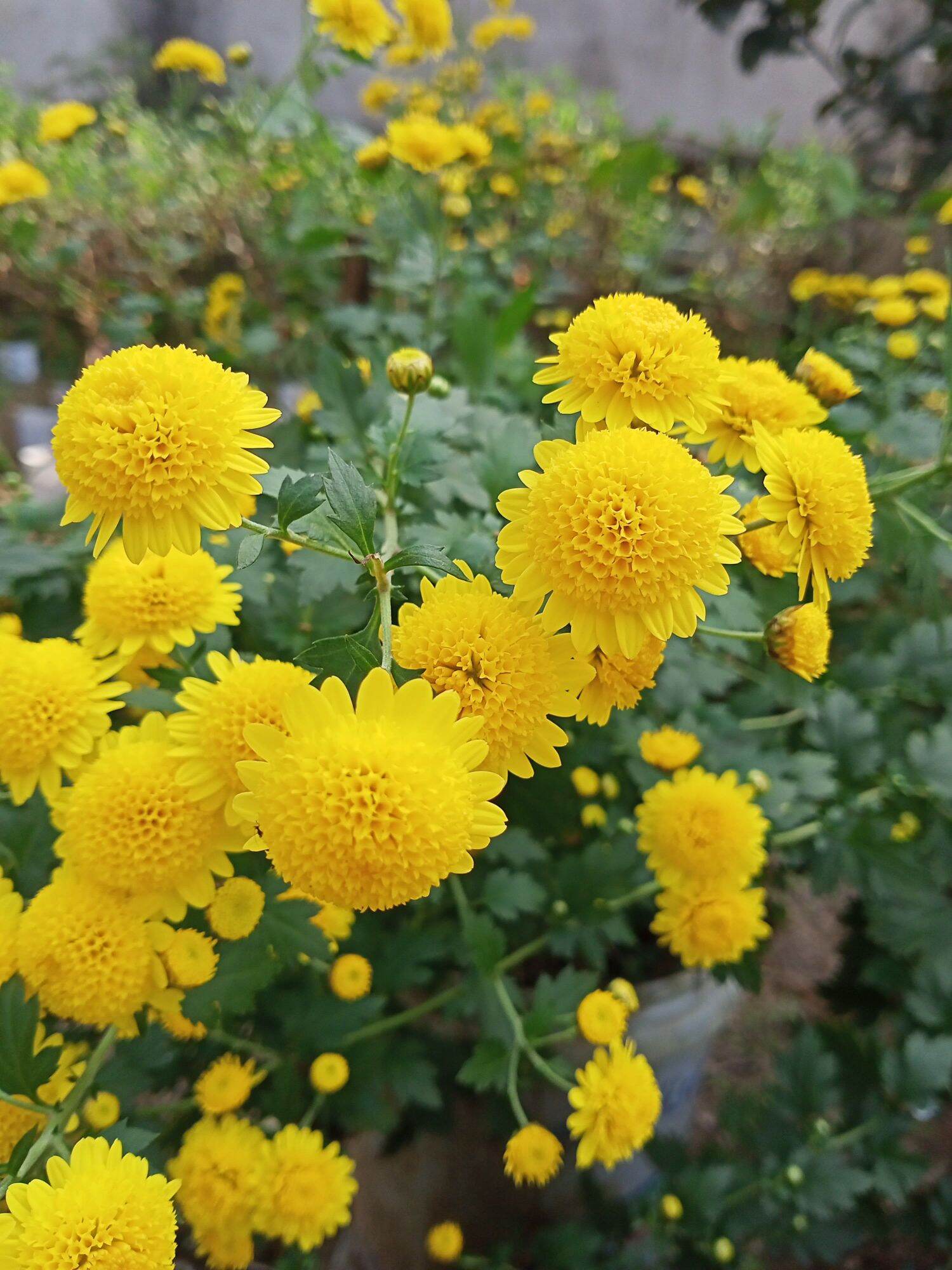Cúc chi rủ (combo 5 cây giống)