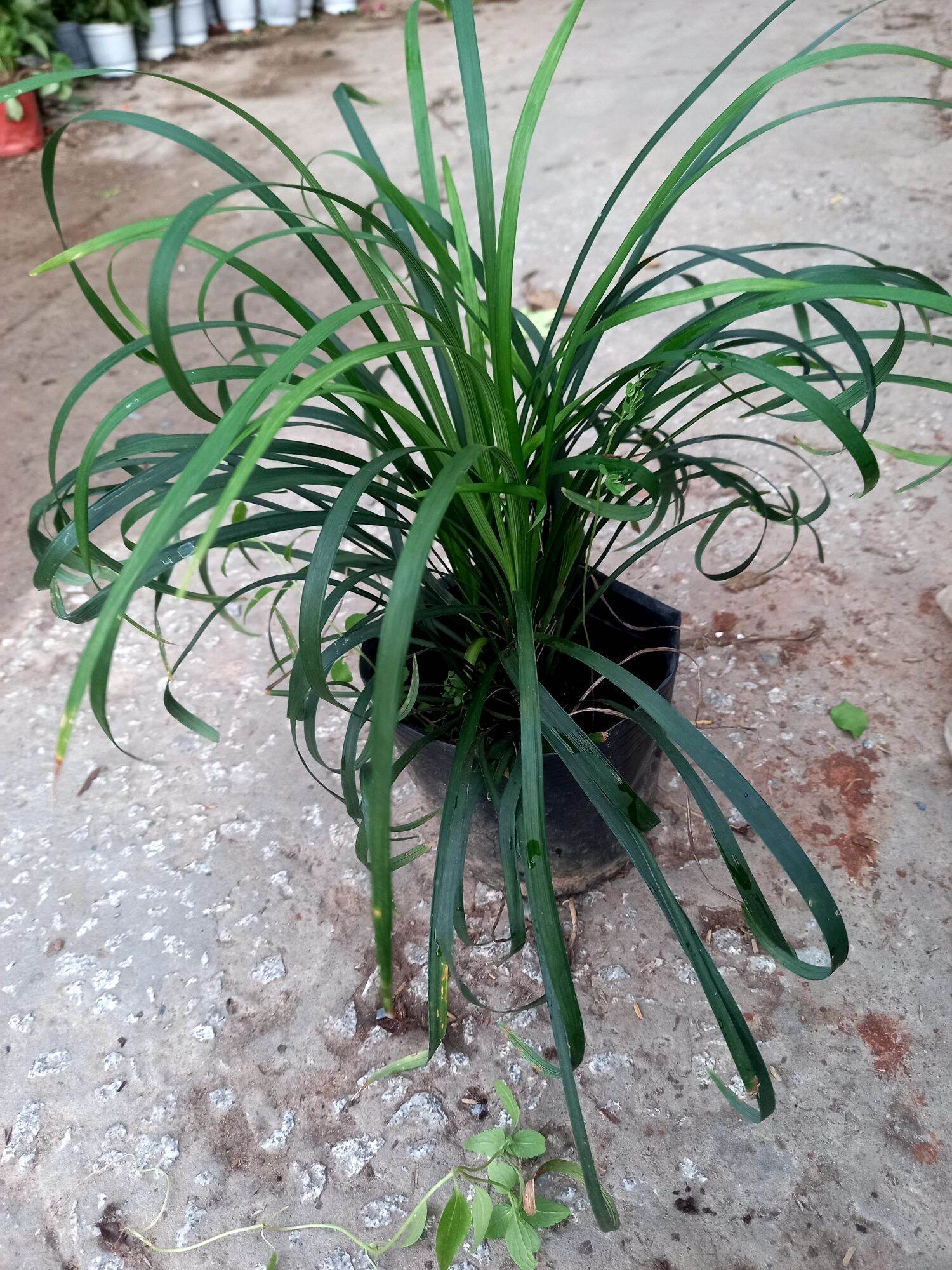 cây ngãi quoắn làm ăn.