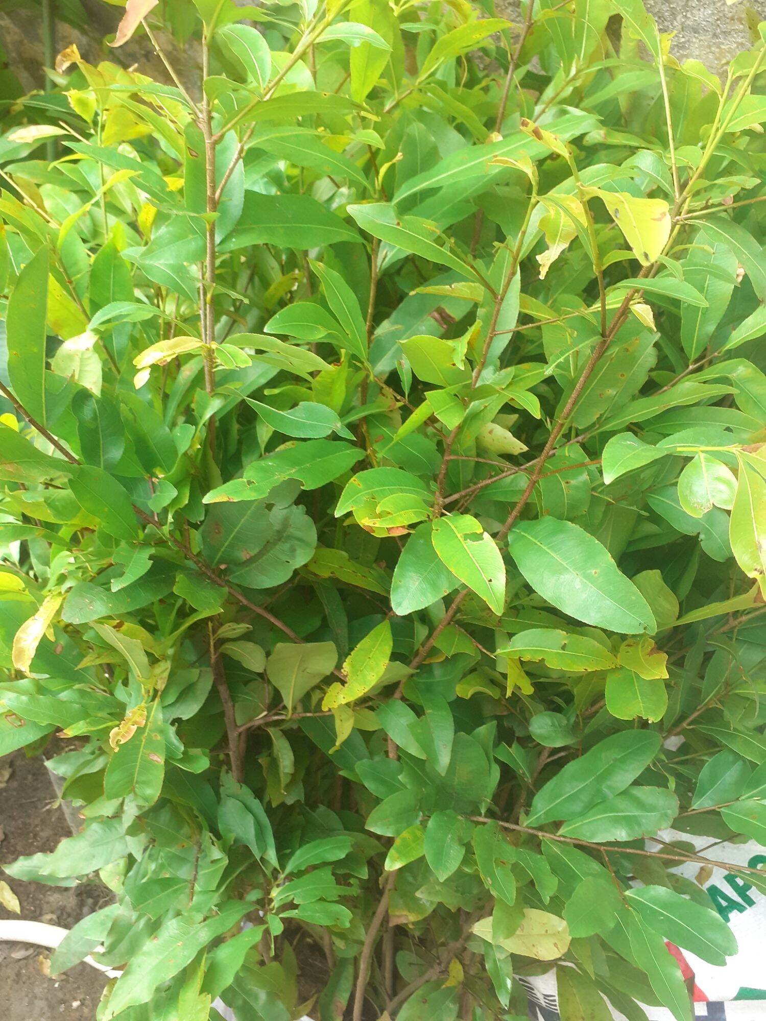 Mai cao 1,2 mét trở lên( 10 cây)