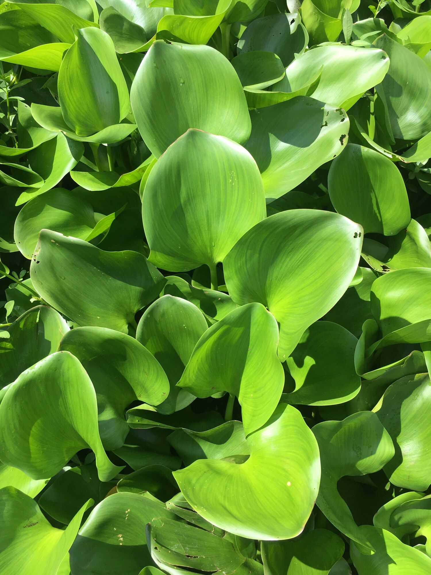 200gram Rễ lục bình khô ( bèo tây )