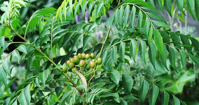 Cây cà ri - cây gia vị cao 40-50cm.