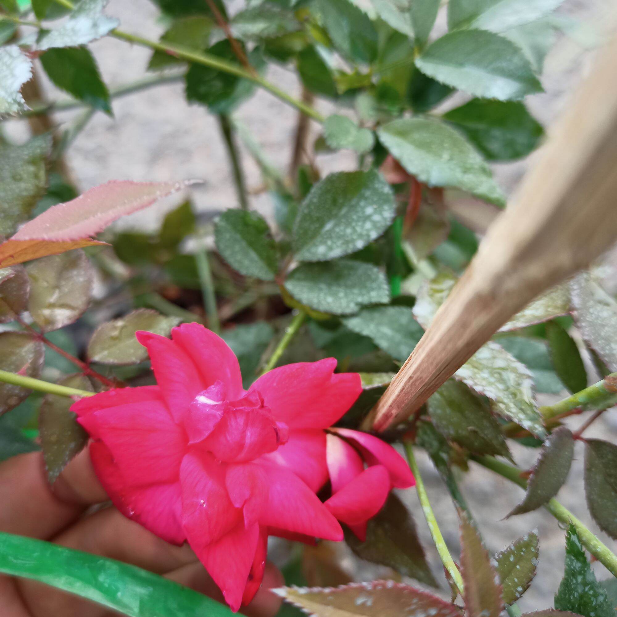 Chậu cây hoa hồng cổ huế, hồng quế son