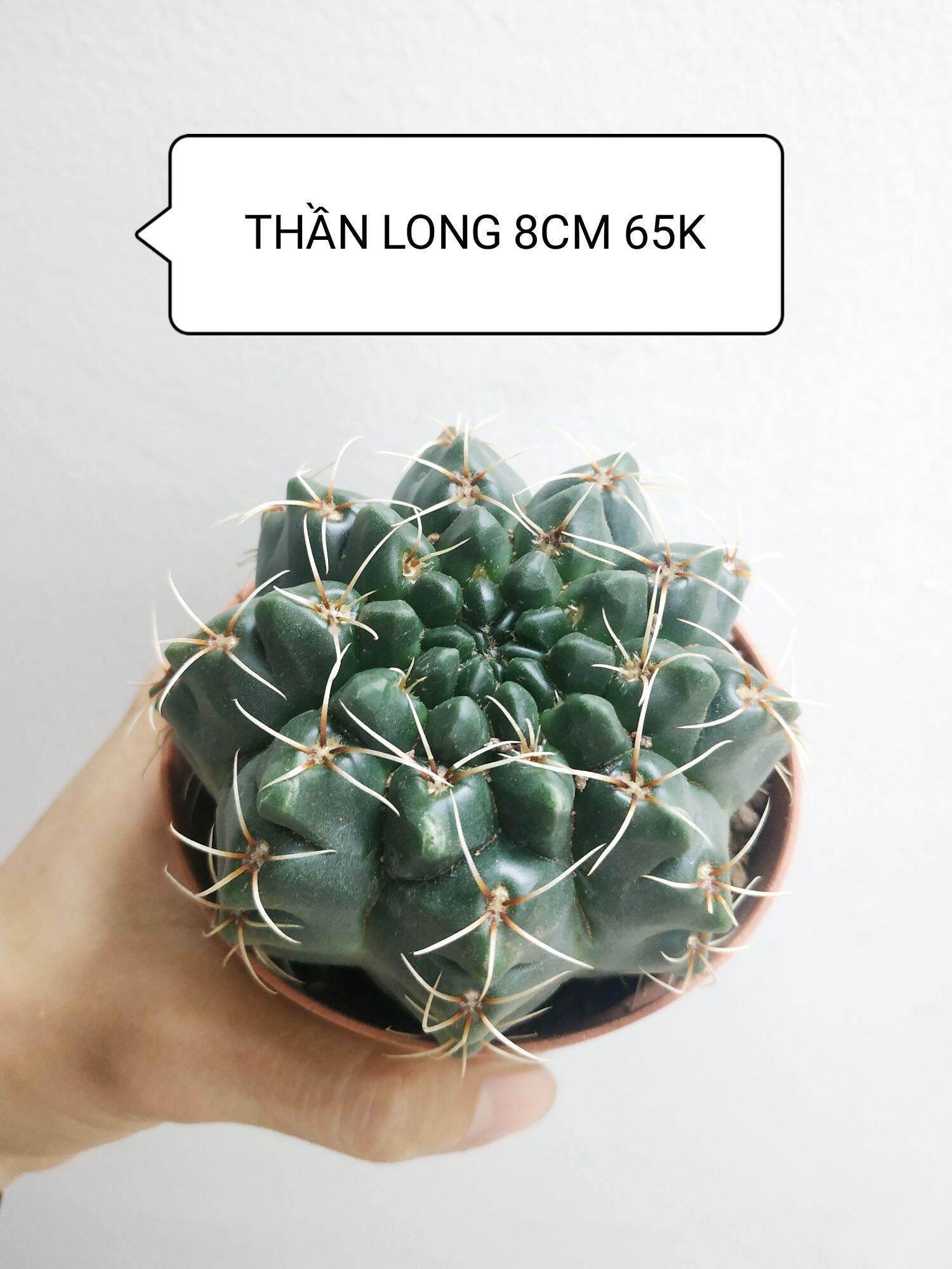 Xương rồng thần long