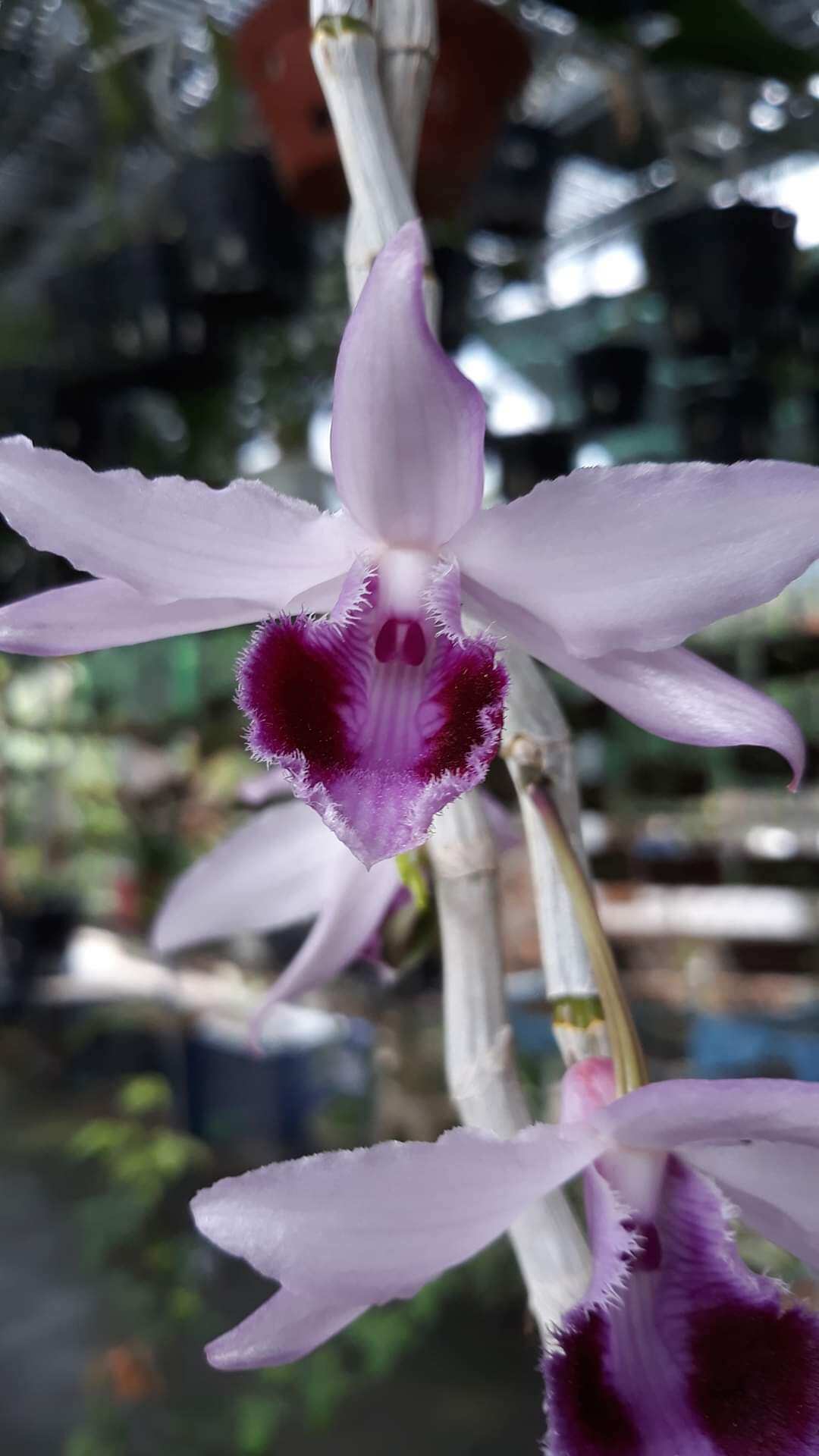 Kie giả hạc rừng, kie năm nhất, kie dài 5_10cm, hoa mùa hè.