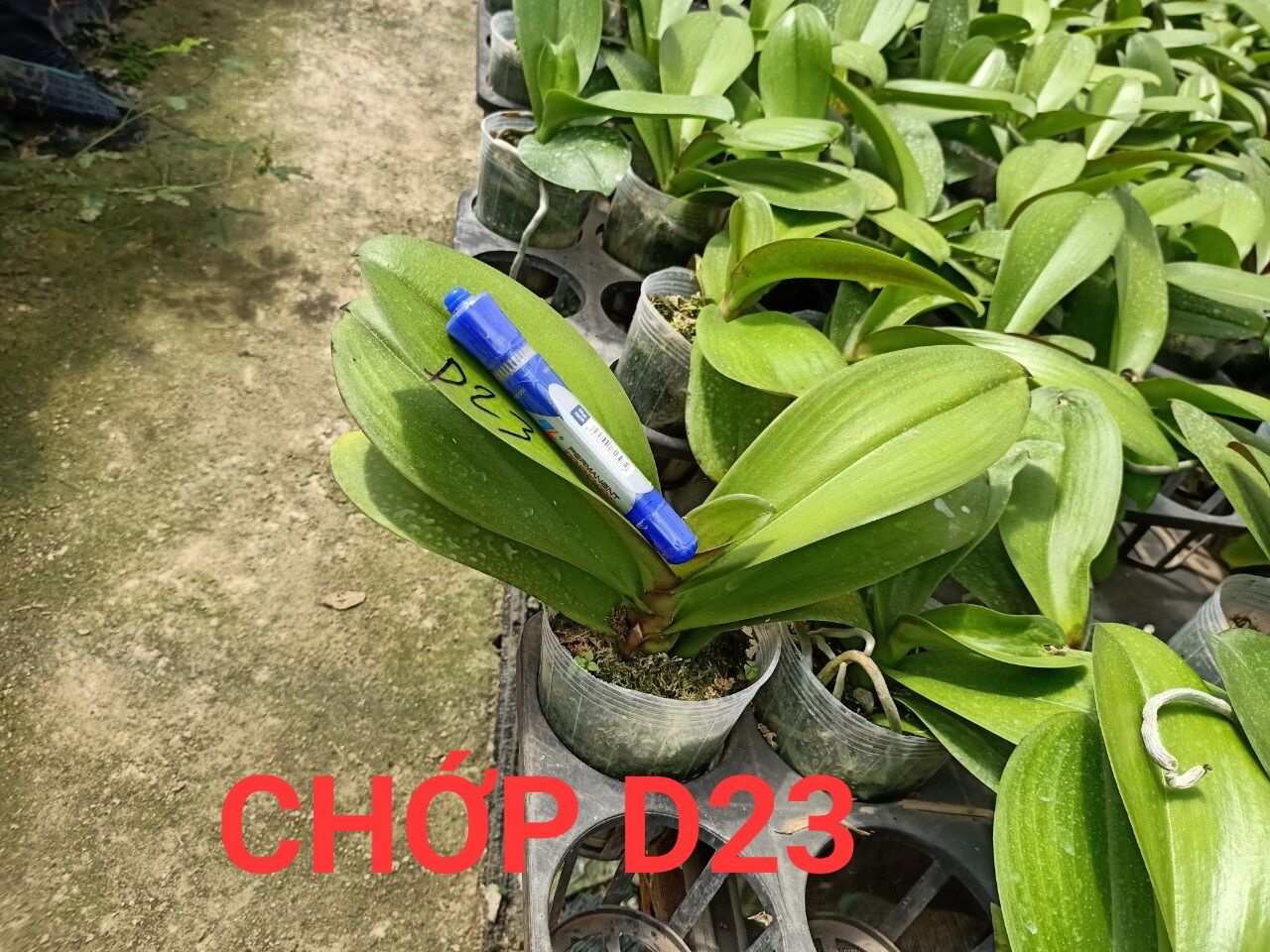 lan hồ điệp đại cốc 3.5 giống màu D23