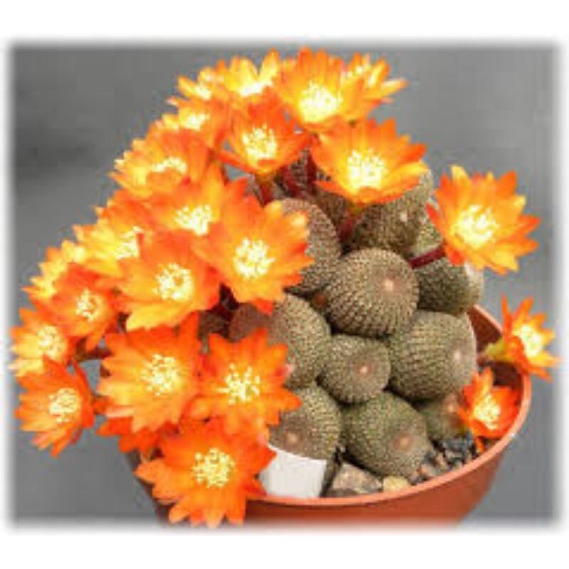 Sale 50%- sen đá rebutia hoa cam đẹp 3,5-4cm