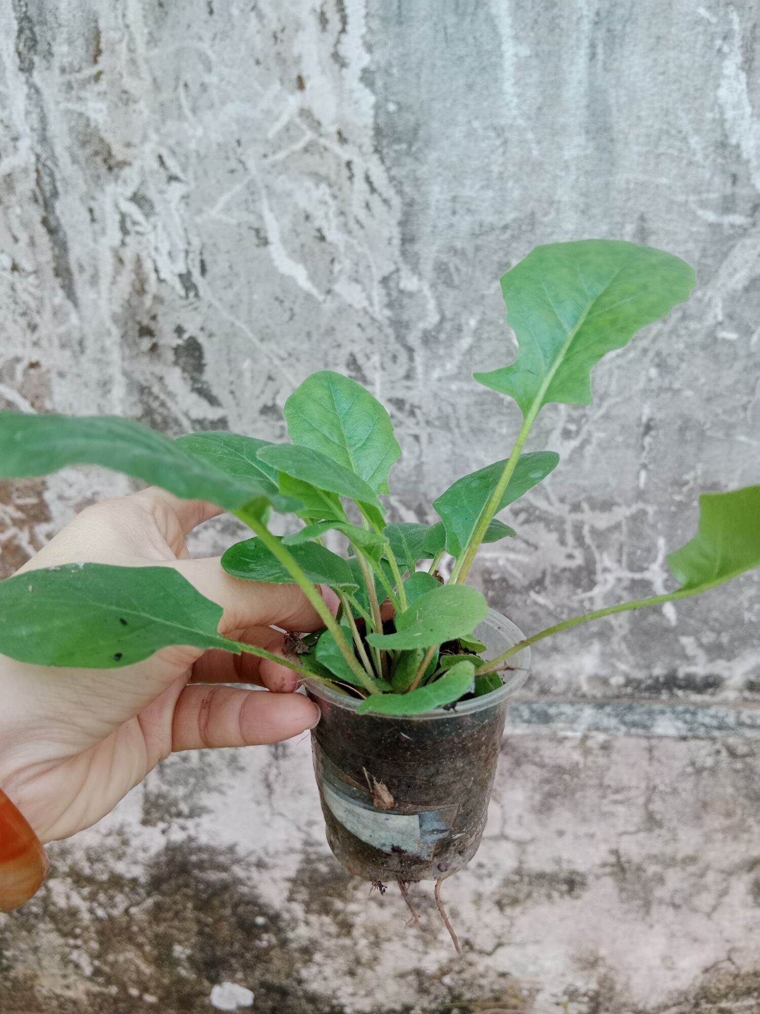 CÚC ĐỒNG TIỀN ĐỎ LÙN 28 (Mua 10 tặng 1 mini)