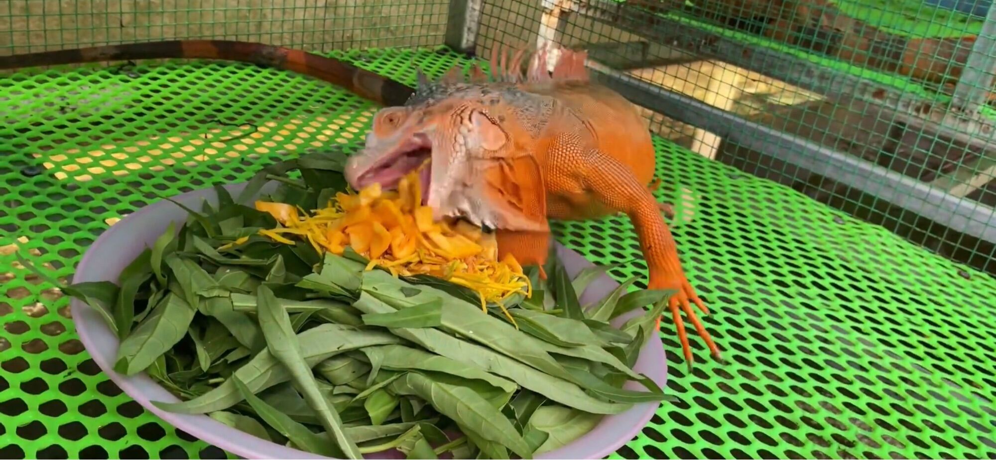 Thức ăn BIG. Thức ăn bổ sung cho iguana 300g