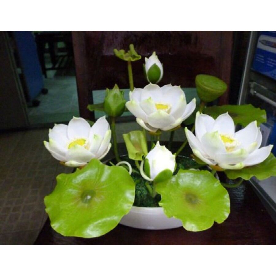 Hạt Sen Mini Nhật dễ trồng sỉ 1k( gói 10 hạt)
