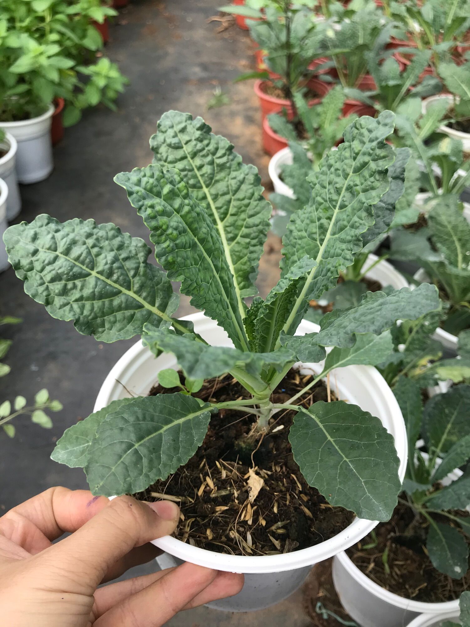 Cây giống cải Kale khủng long