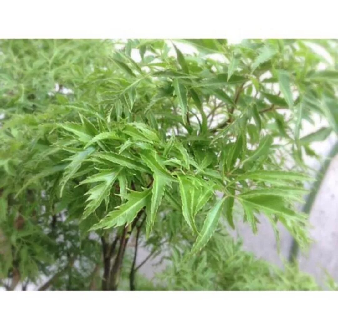 Lá đinh lăng nếp tươi nhánh to , mùi thơm
