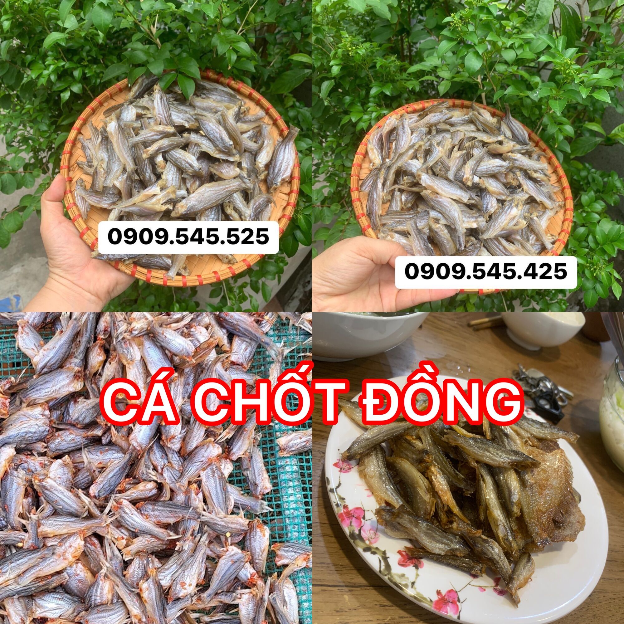 Đặt sản khô cá chốt đồng 💯 thiên nhiên
