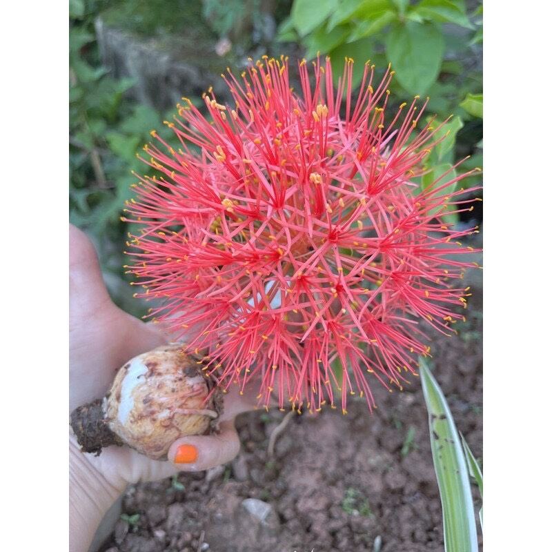 củ hoa Hồng tú cầu