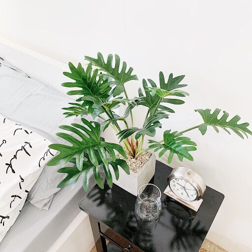Chậu Trầu Bà Chân Vịt sz lớn