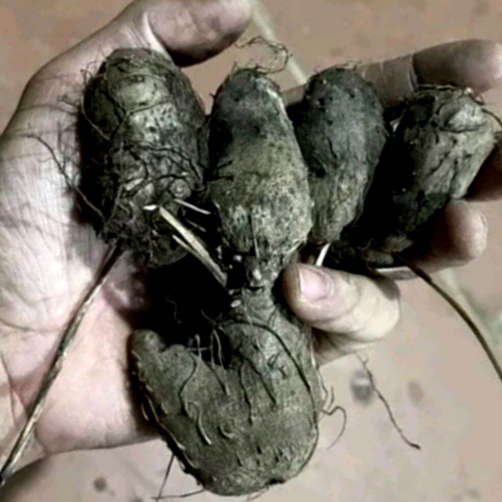 Khoai mỡ tím giống-3 củ lớn vừa