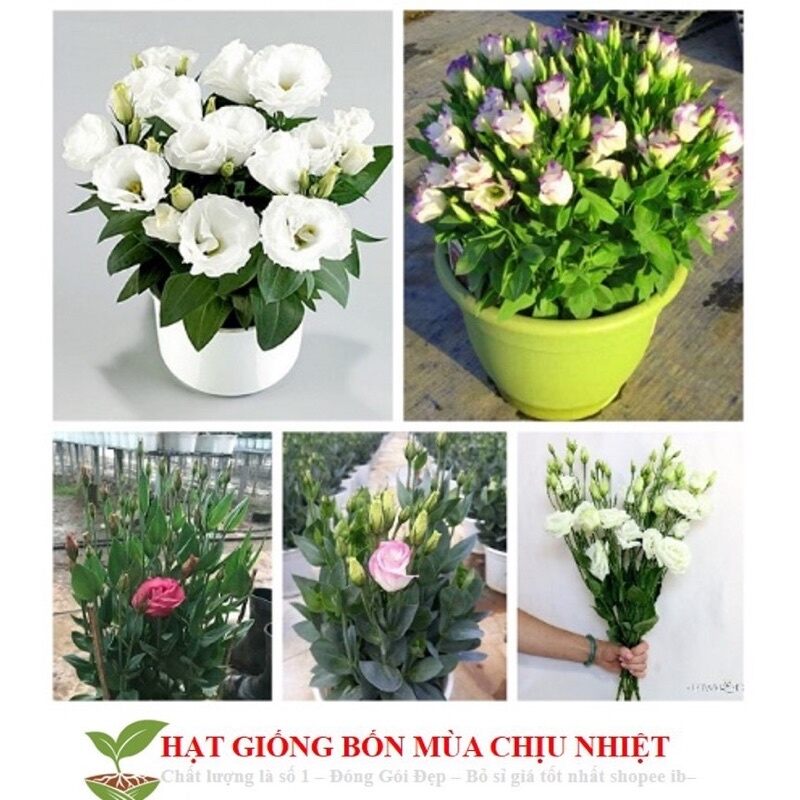 hạt giống hoa cát tường chuẩn Tết(1goi 200 hạt)