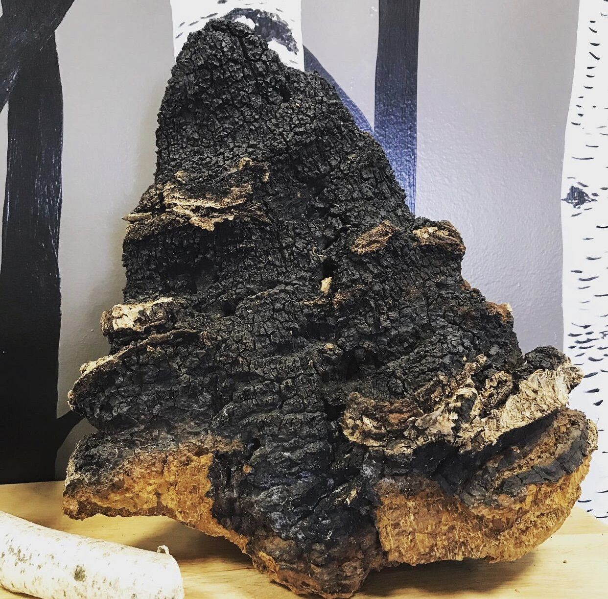 Nấm Chaga chặt sẵn túi 0,5kg