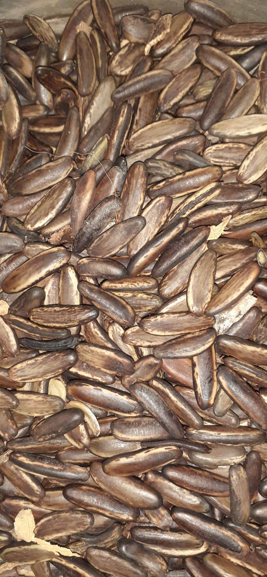 Hạt phượng đỏ (phượng vĩ) giống