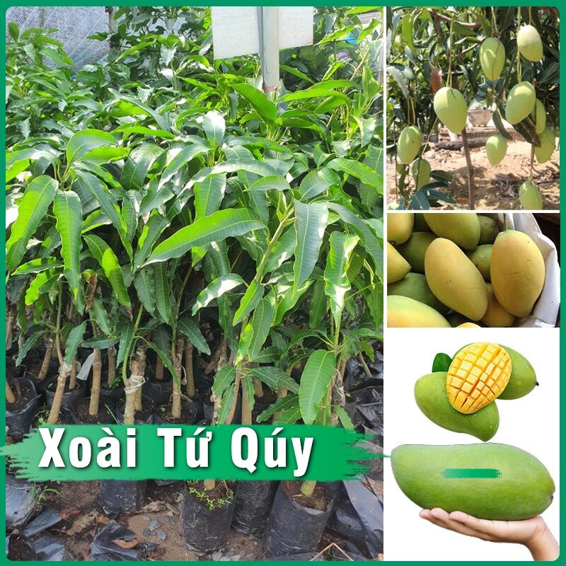 Cây giống xoài tứ quý