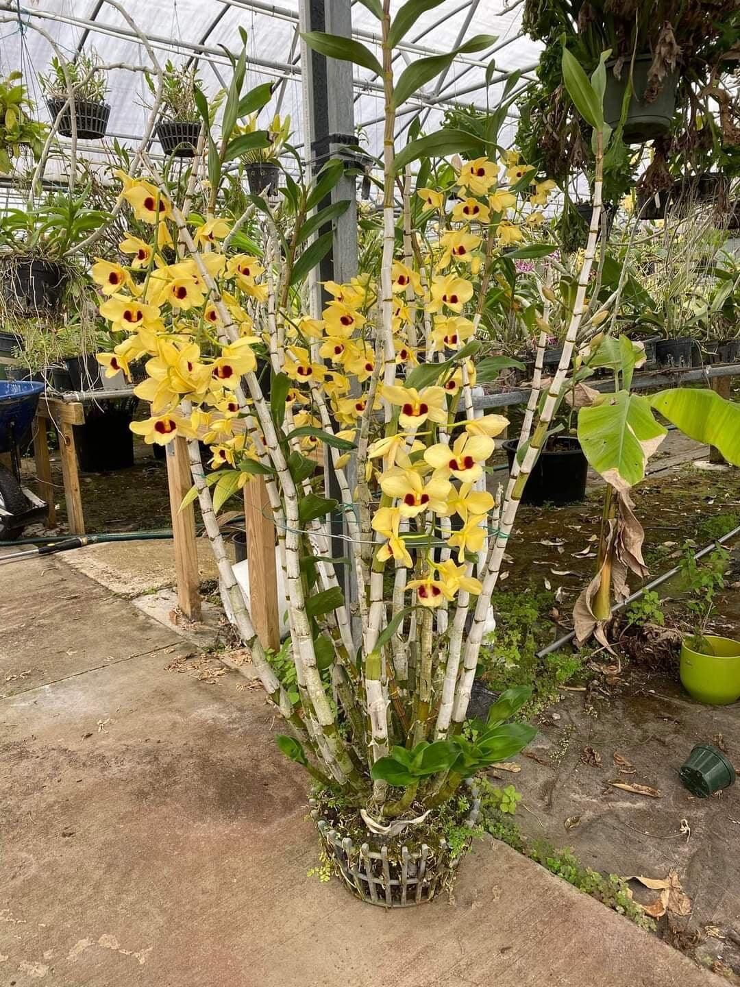 Hoa Lan hoàng thảo Thái bình(khóm 60cm trở lên) vv