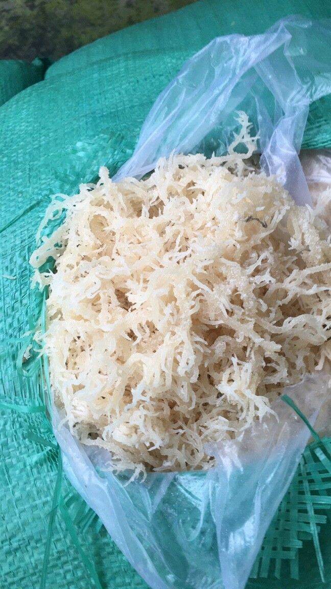 Rong sụn biển phan rang 1kg