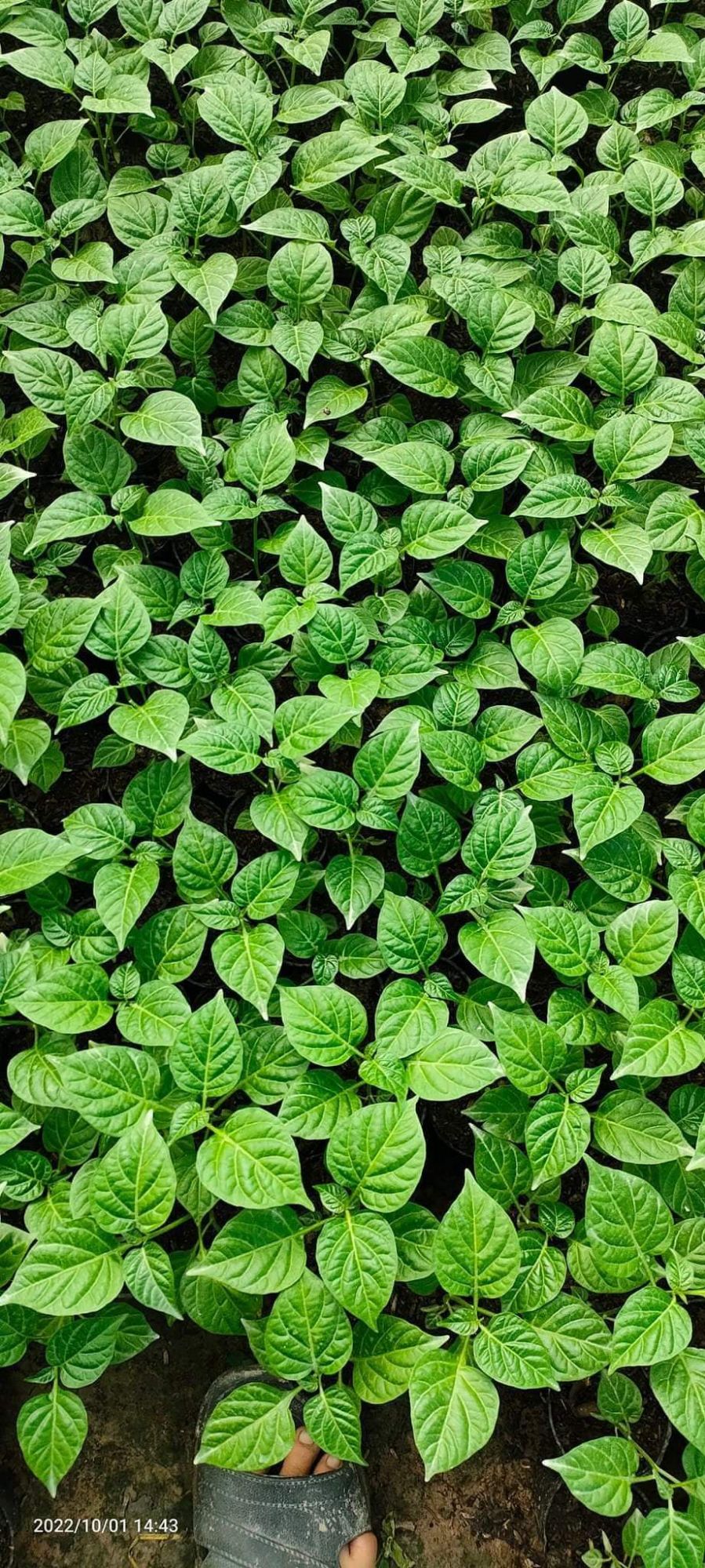 10 cây giống ớt peru