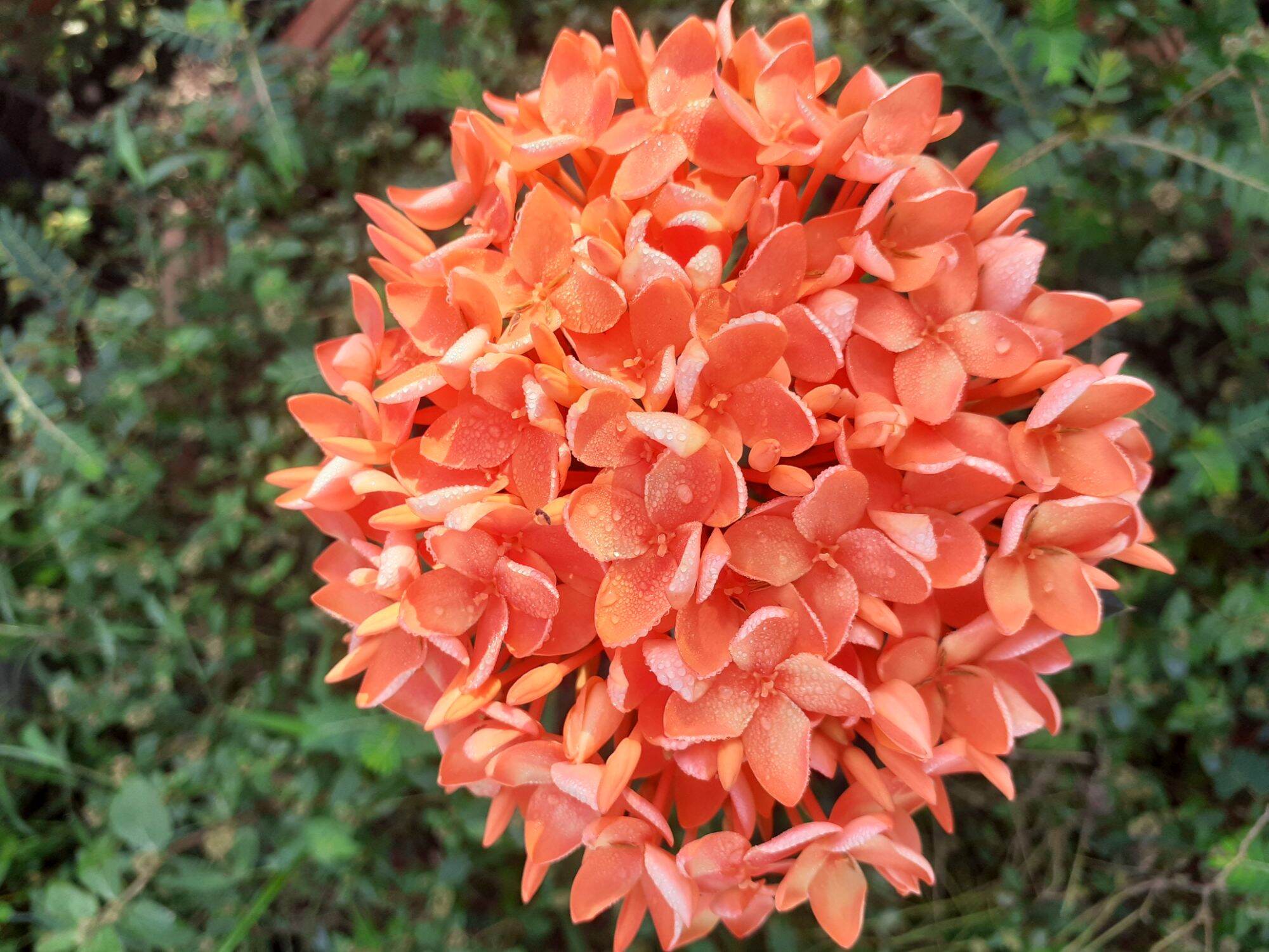 cây giống bông trang pháp hường