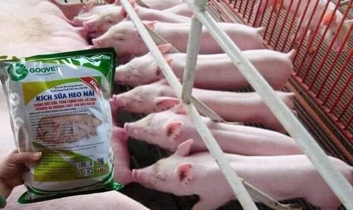 KÍCH SỮA HEO NÁI