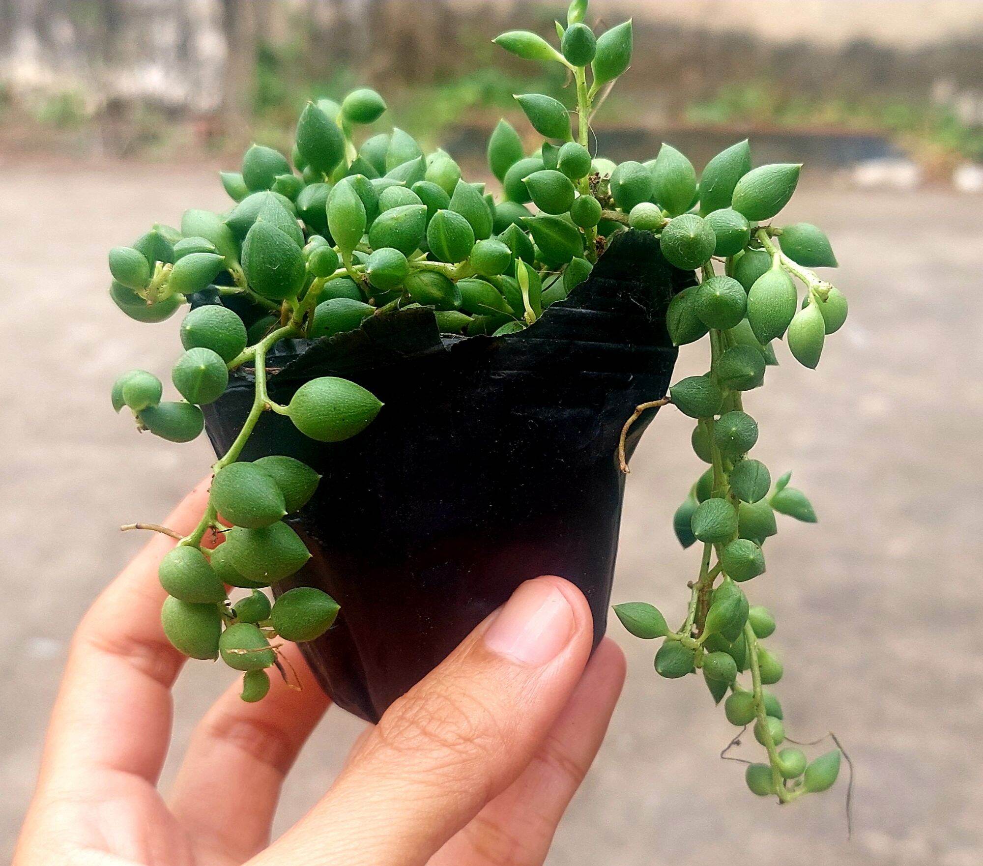 Sen đá hạt ngọc size bầu
