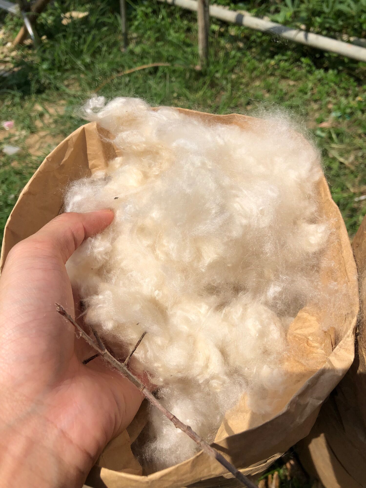 Bông Gòn Tự Nhiên Từ Trái Gòn