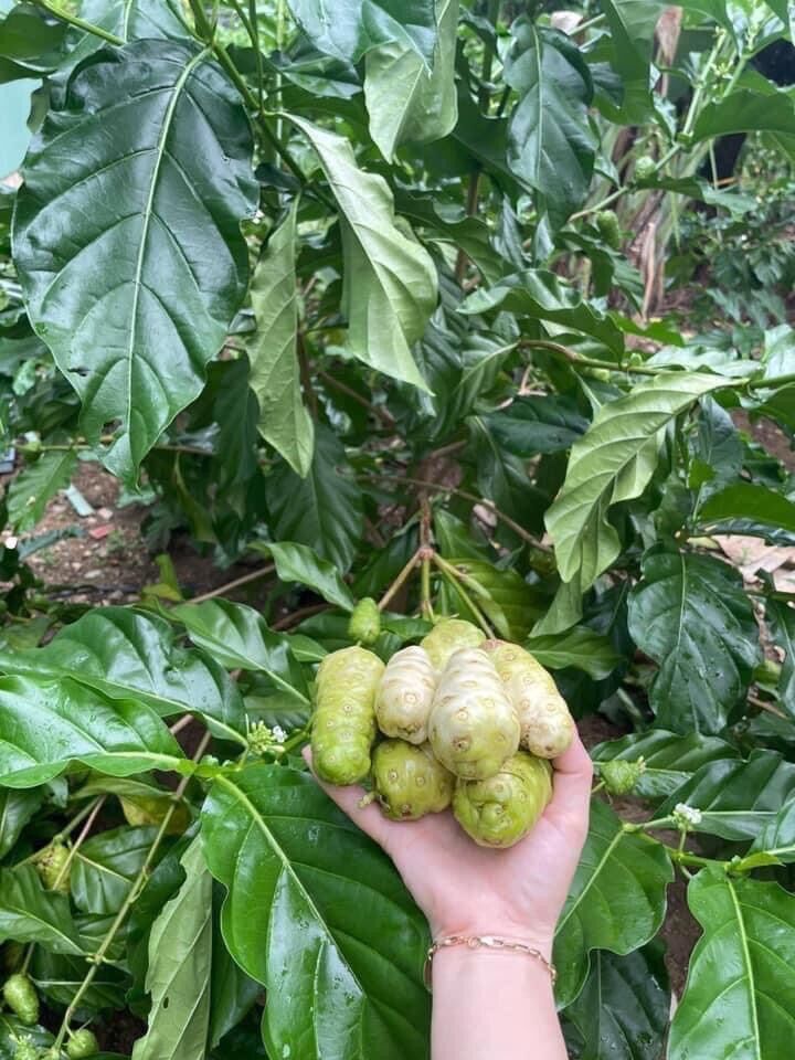La nhàu tươi Túi 1 ký