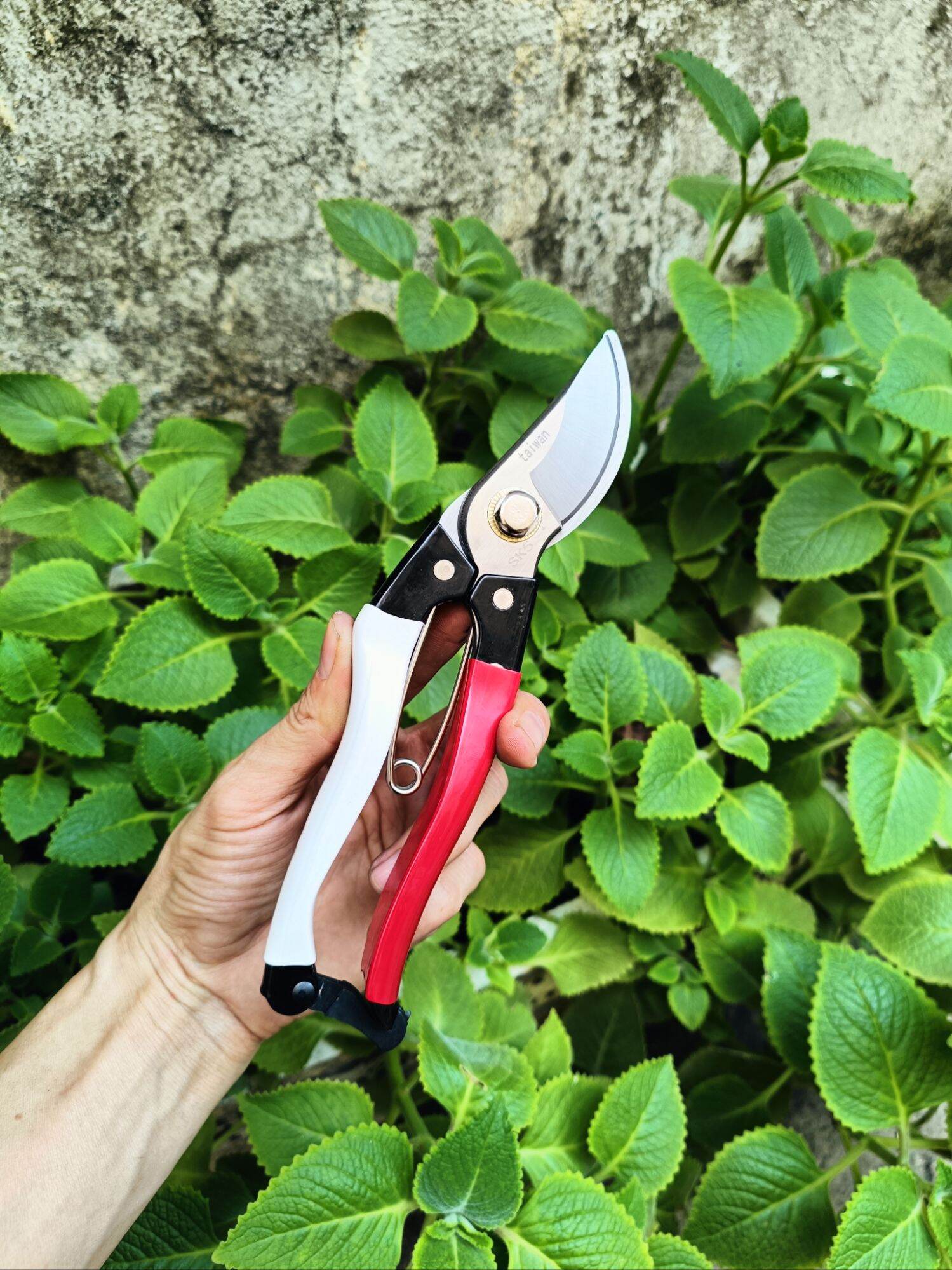 kéo cắt cành Taiwan cao cấp
