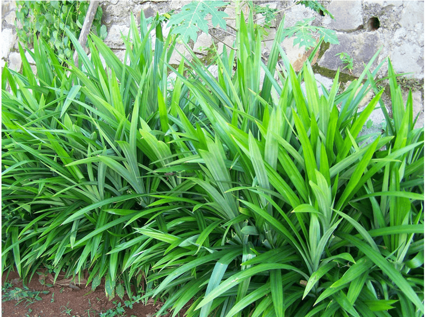 Cây lá dứa, cơm nếp giống