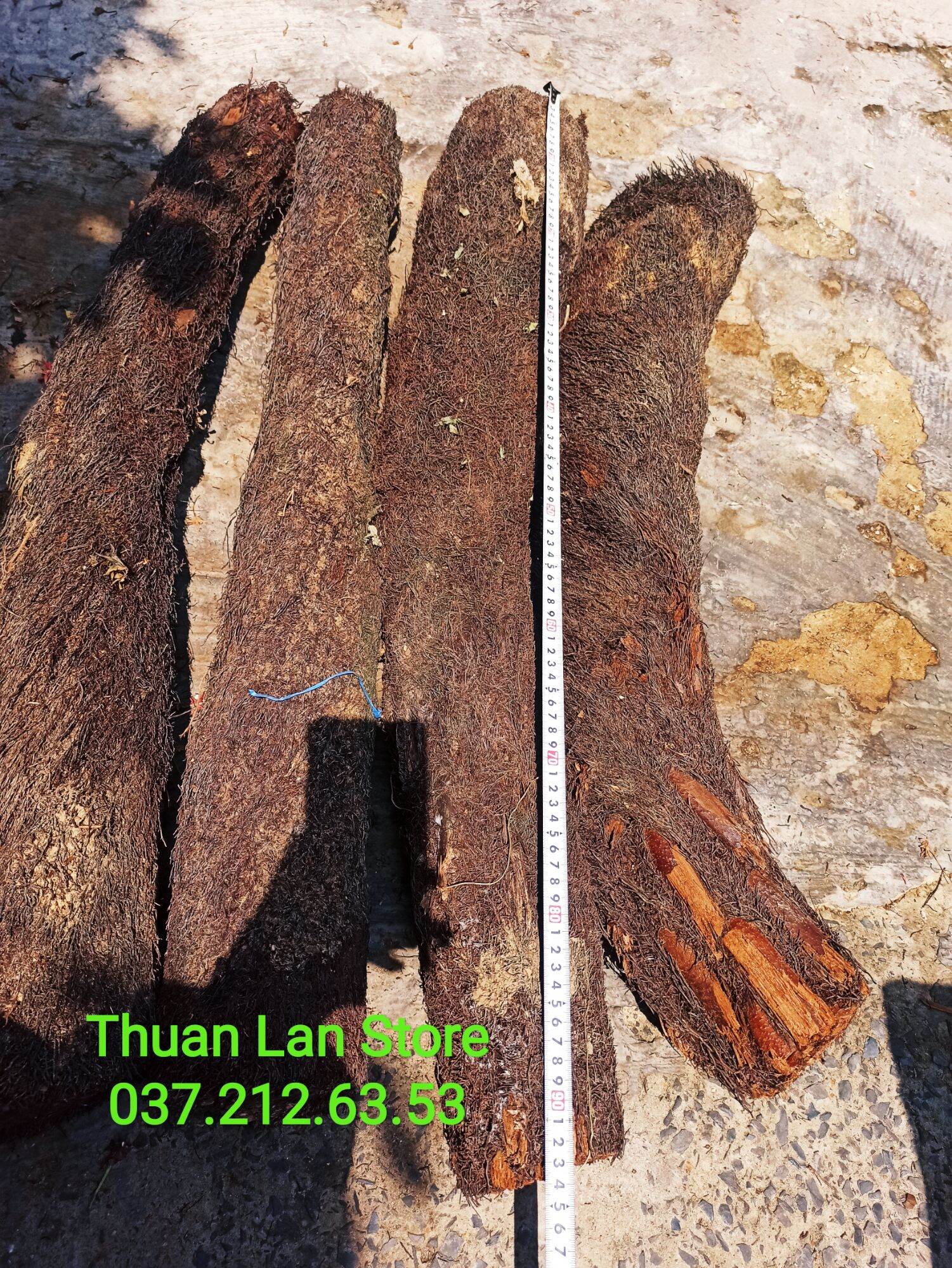 Dớn Trụ Trồng Lan Dày Đẹp Dài 20->100cm
