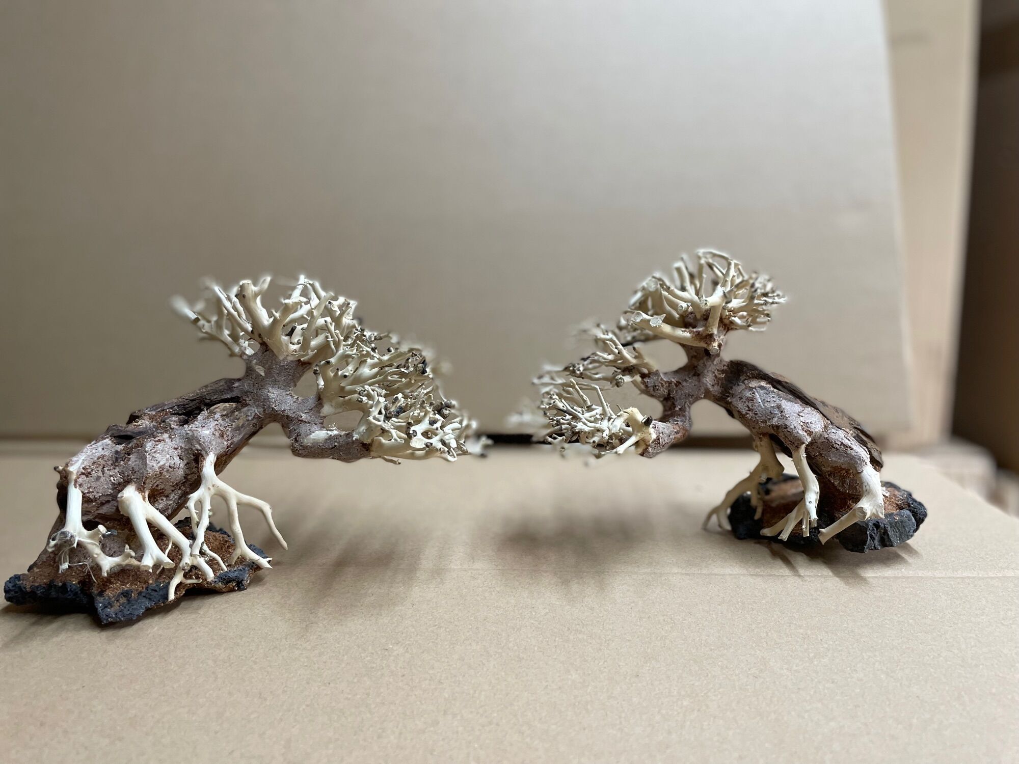 Lũa bonsai tiêu chuẩn đế đá cao 10cm dài 15cm
