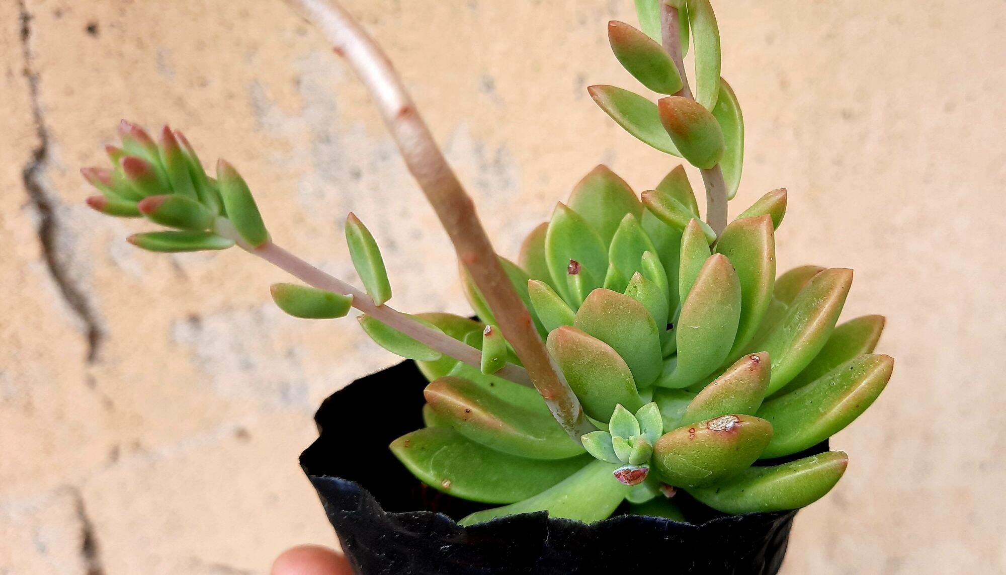 Sen đá MẶT TRỜI size bầu
