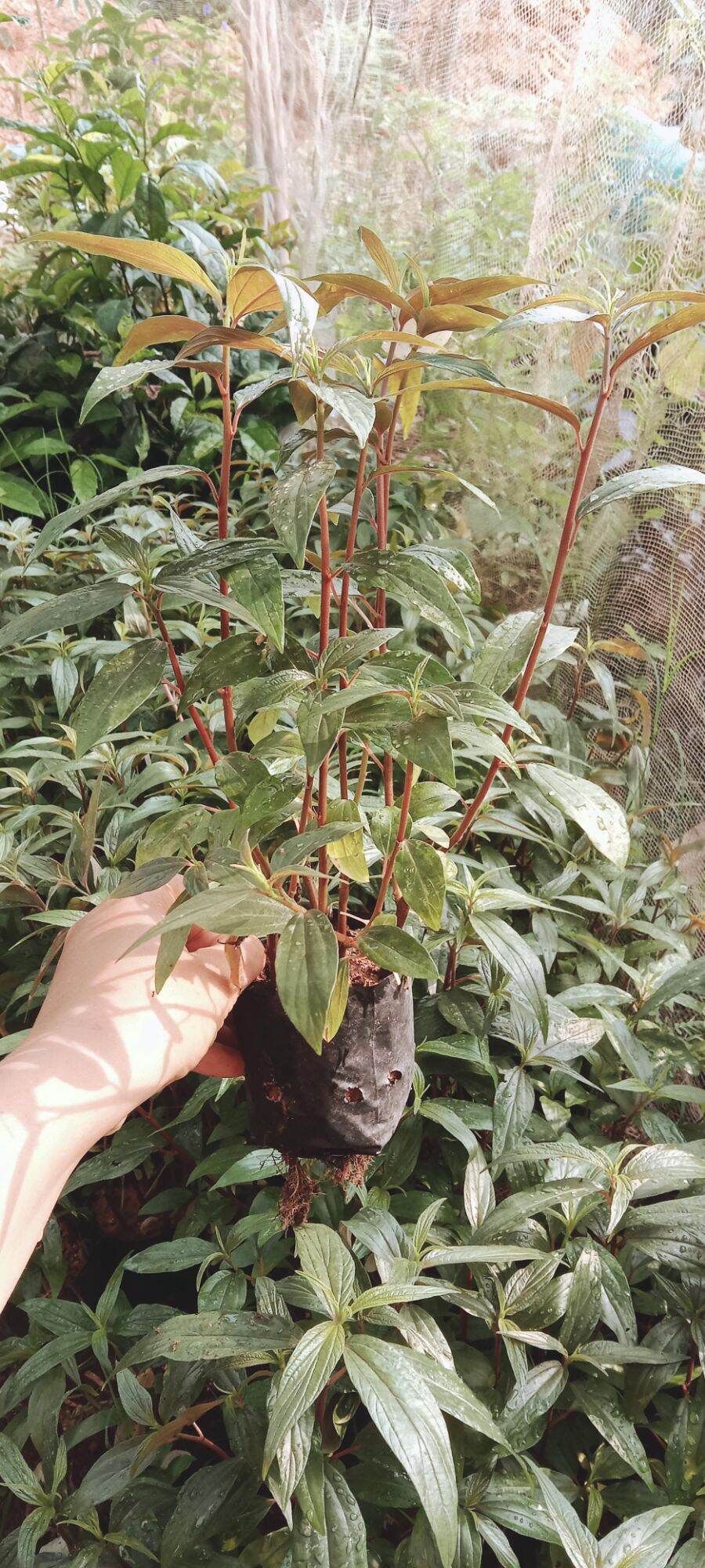 Bầu 5 cây Thuốc dòi, Cây bọ mắm