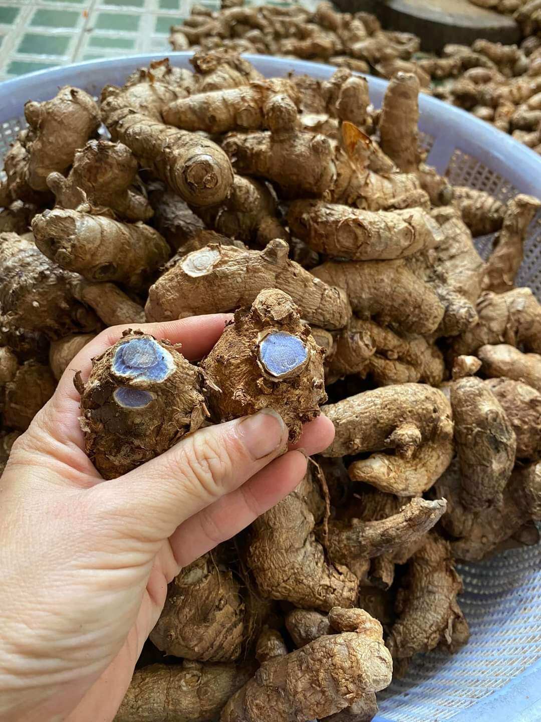 1kg nghệ đen củ làm giống
