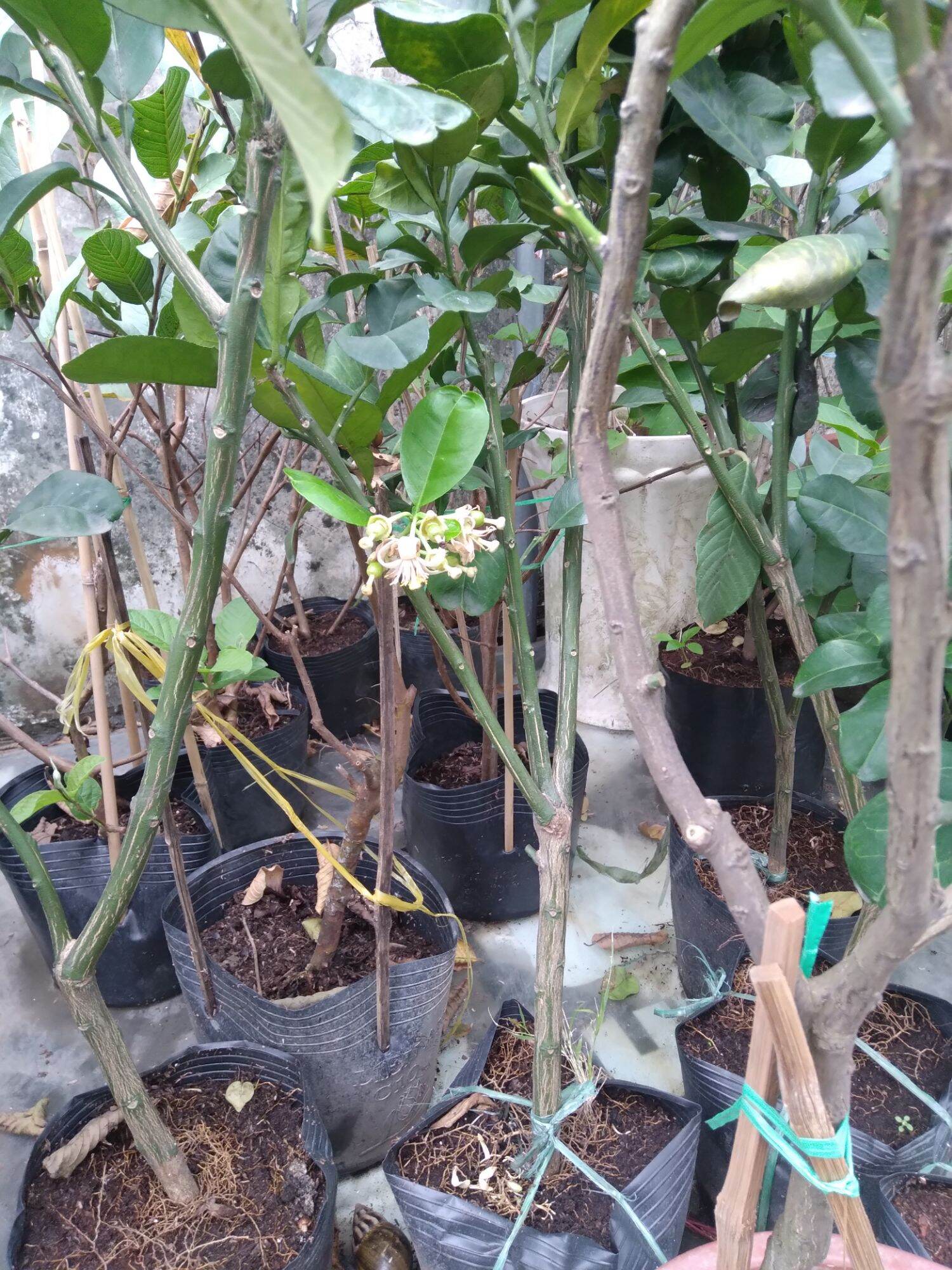Cây bưởi da xanh cao 100-120cm. cây đẹp