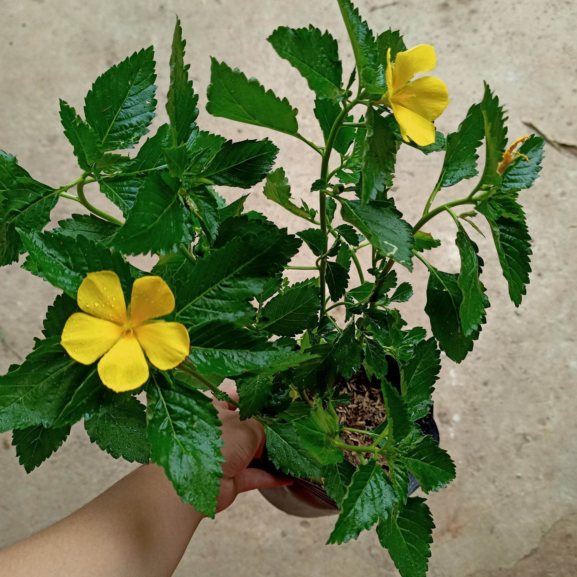 Chậu cây hoa đông hầu vàng, dừa vàng