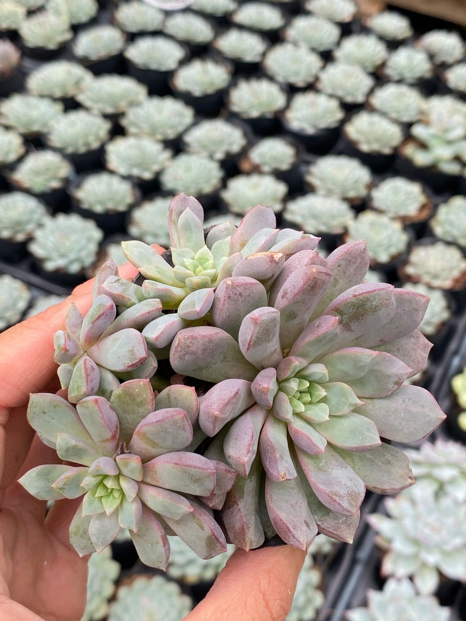 Sen đá ruby tím size bầu 5cm hư 1 đổi 1