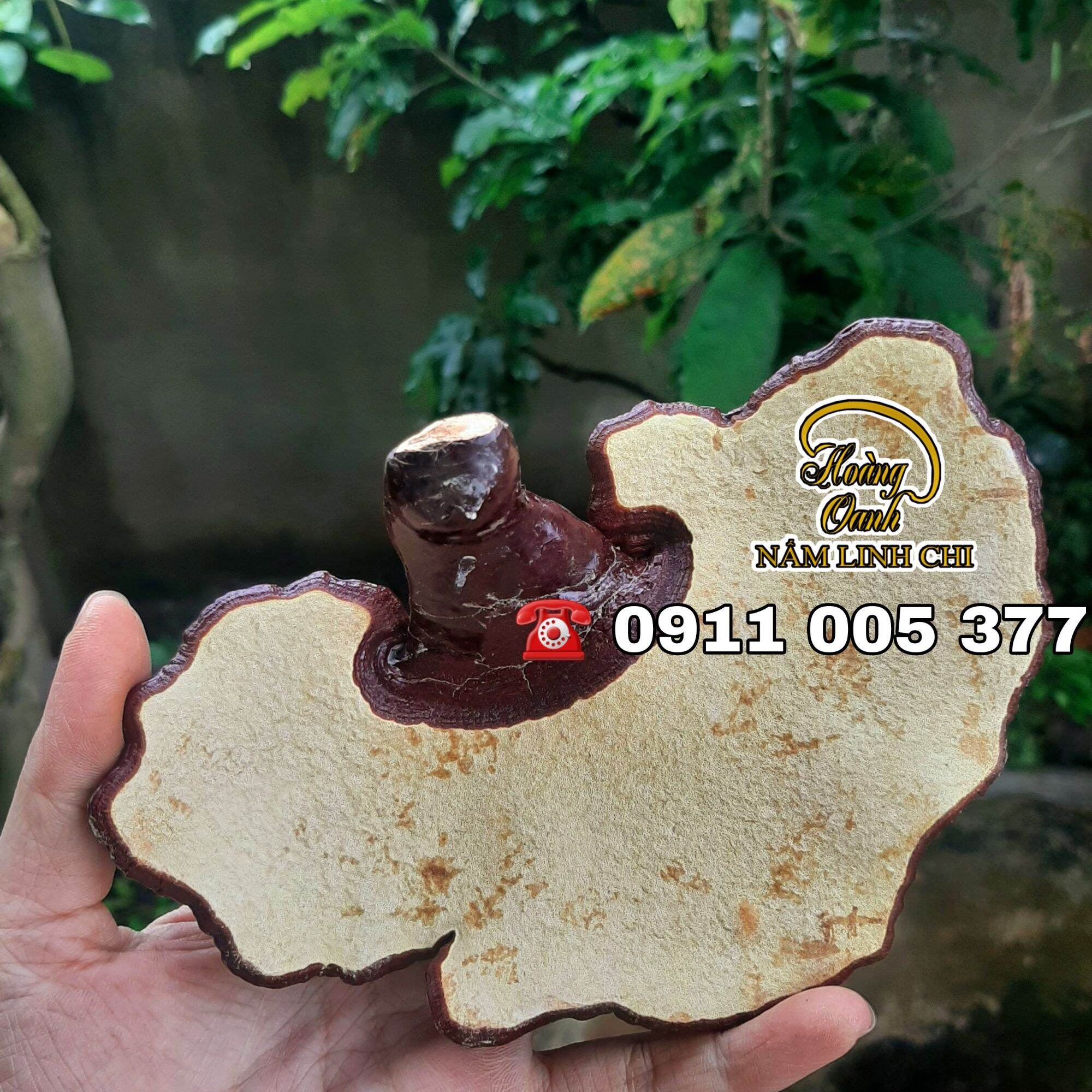 Nấm Linh Chi Đỏ 500g - HỒNG CHI NHẬT BẢN (Hồng Chi giống Nhật Bản trồng tại Việt Nam)